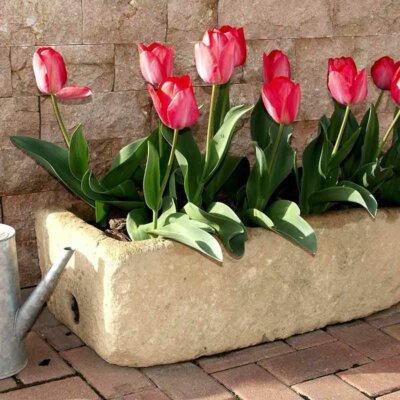 Tulpen in einem Steinkübel