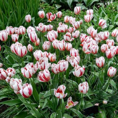 Tulpen gibt es z.B. mit Streifenmuster