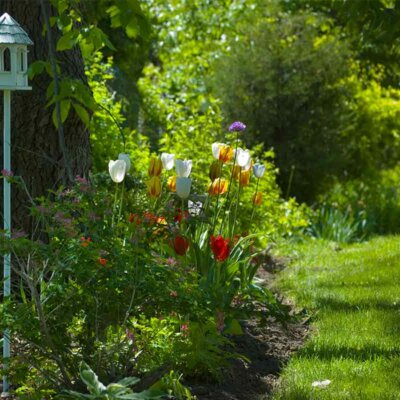 Tulpen im Gartenbeet am Rasen