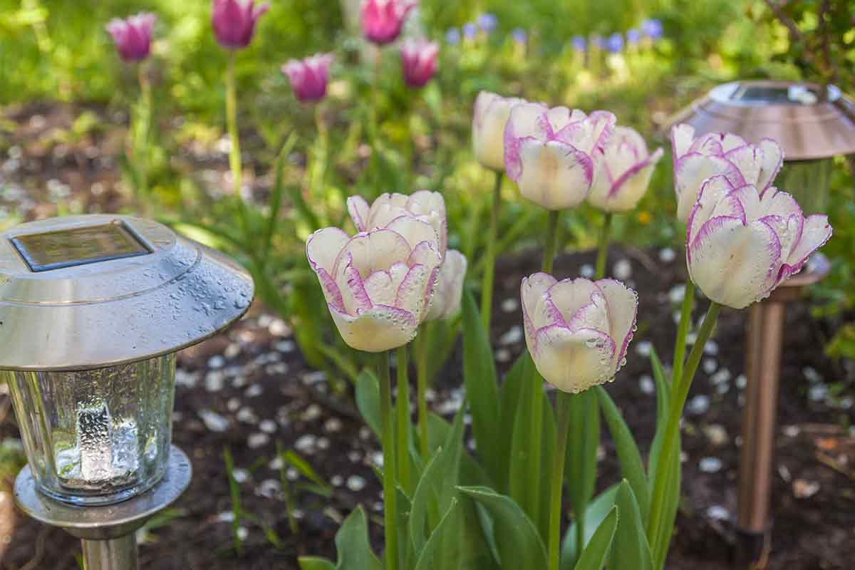 Tulpen neben einer Solarlampe
