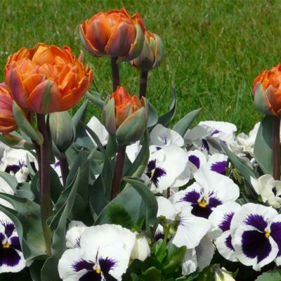 Tulpen in Kombination mit Stiefmütterchen