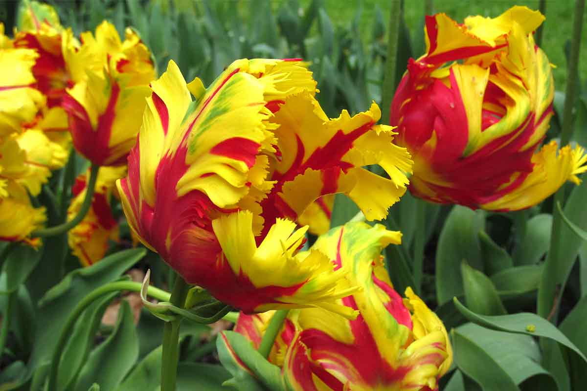 Rot-gelbe Papageientulpen