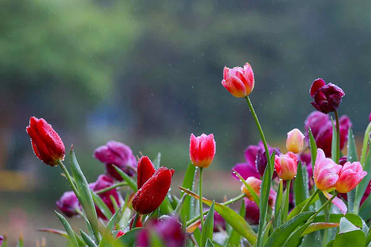 Tulpen im Regen