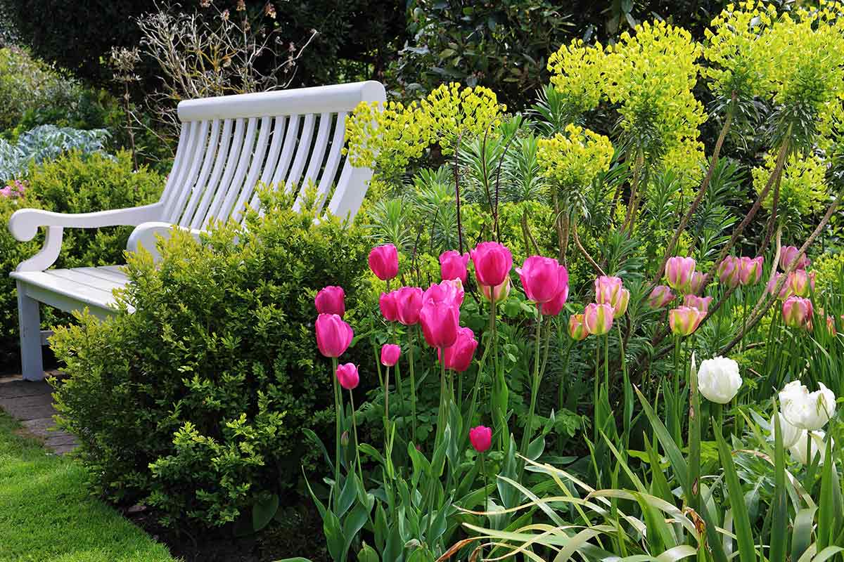 Rosa und Weiße Tulpen mit Bank