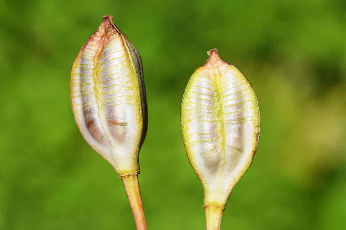 Samenkapseln einer Tulpe