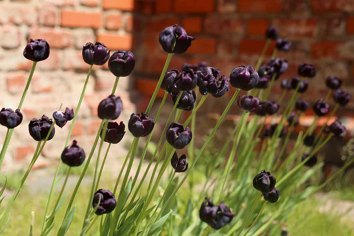 Schwarze Tulpen vor Mauer