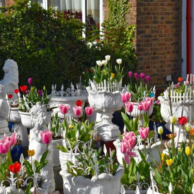 Tulpen im Topfgarten