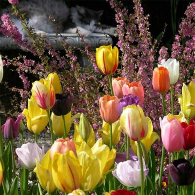 tulpen-verschiedene-farben-vor-strauch