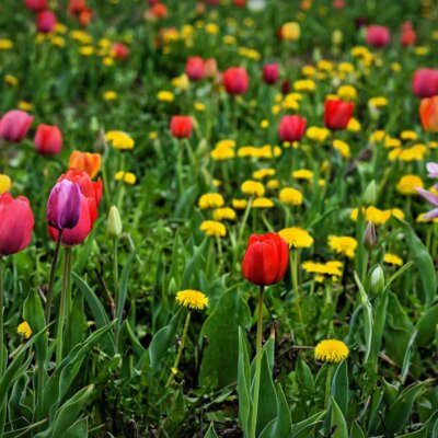 Tulpen in einer Frühlingswiese