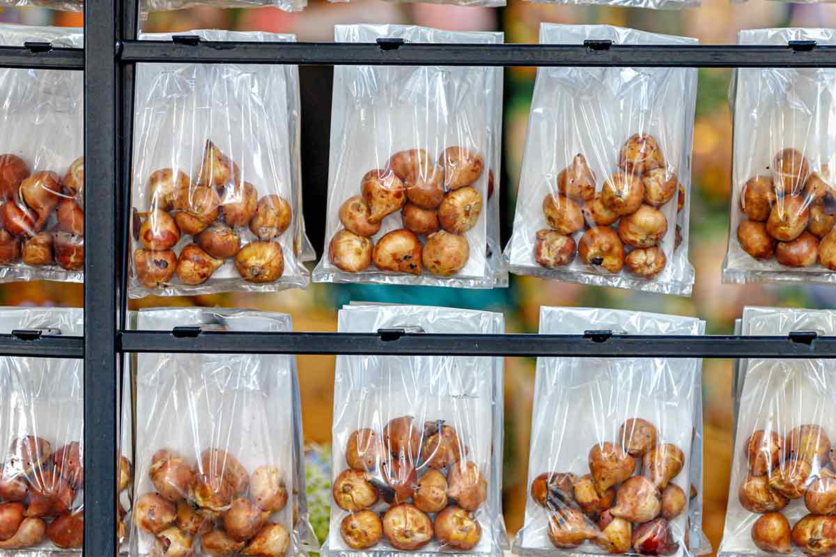 Tulpenzwiebeln in Plastikbeuteln