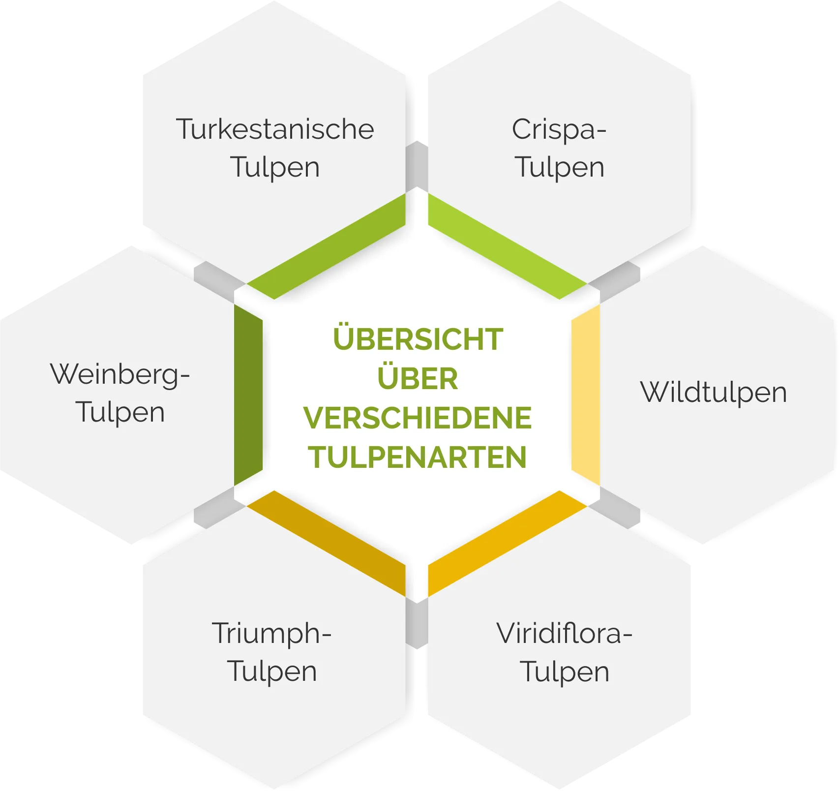 Grafik mit Übersicht über Tulpenarten