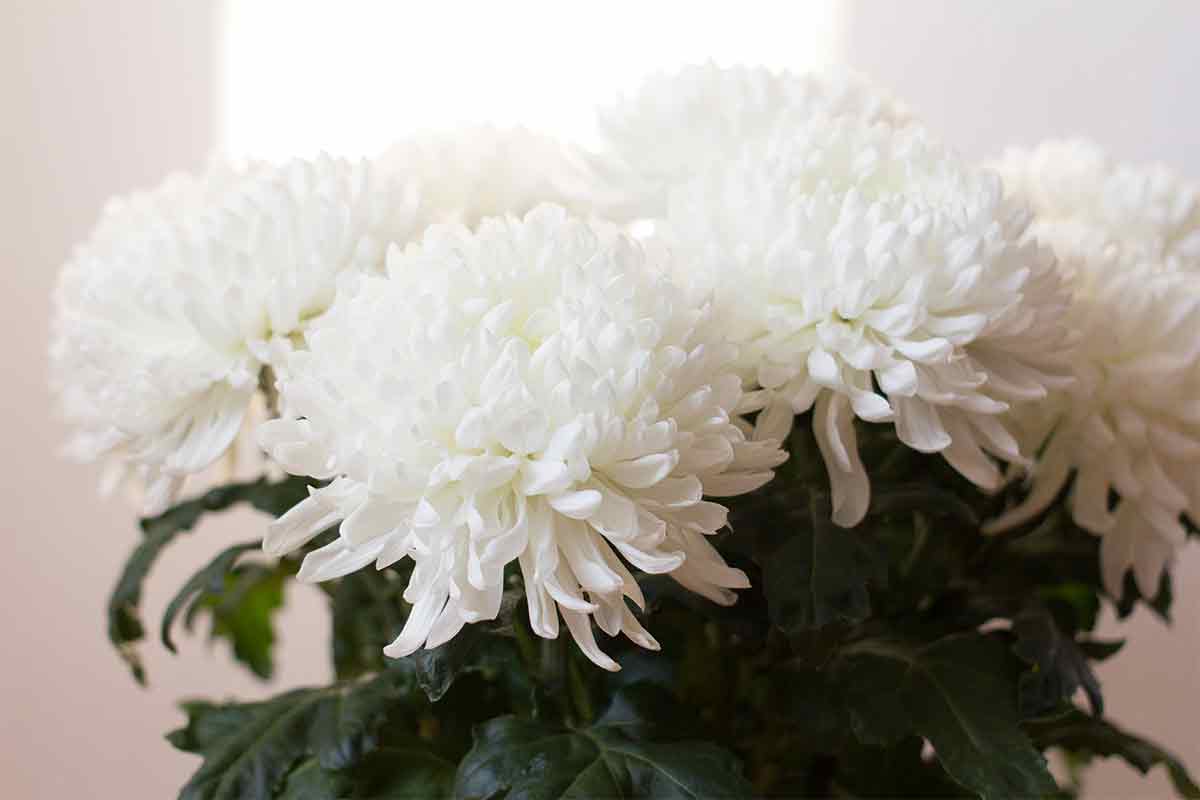 Weiße Chrysantheme Boris Becker