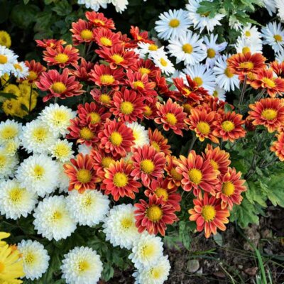 Chrysanthemen in verschiedenen Farben