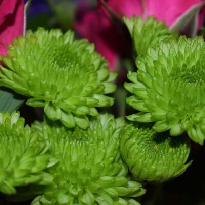 Exotische grüne Chrysanthemen-Blüten