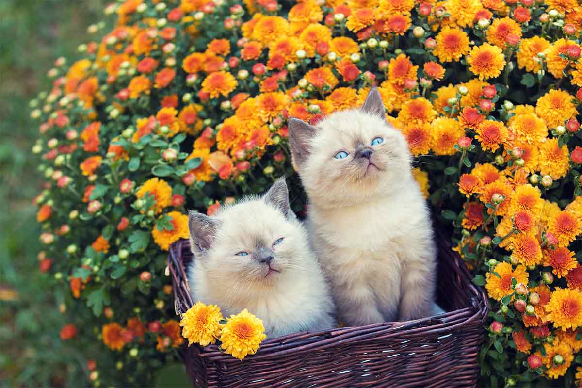Zwei Kätzchen vor Chrysanthemen