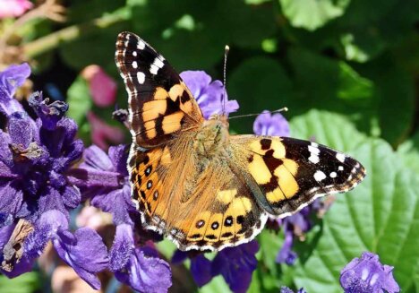 Ein Schmetterling auf einem blühenden Salbei