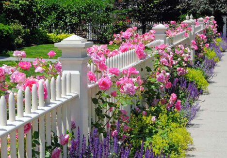 Weißer Zaun mit Rosen und Salbei