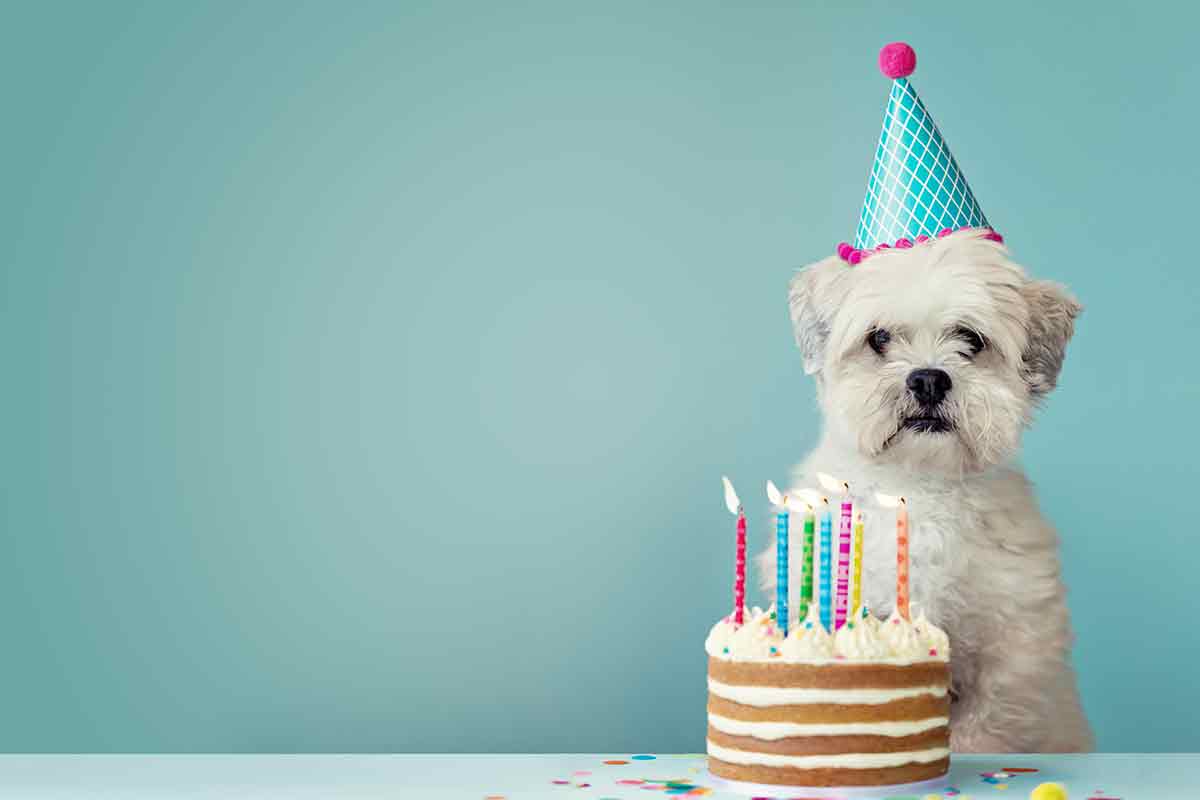 Kleiner Hund mit Geburtstagstorte
