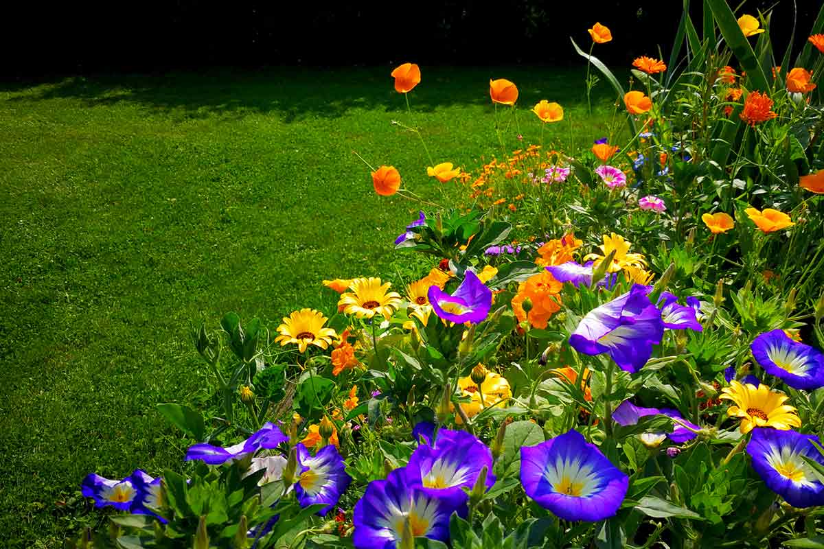 Blaue, gelbe & orangene Blüten mit Rasen