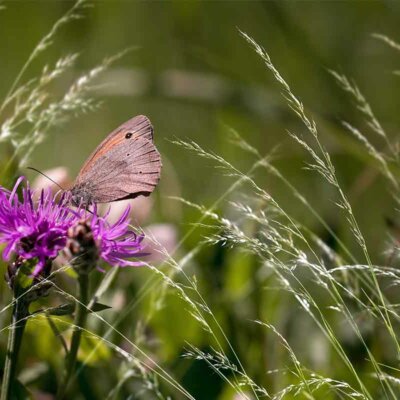 Schmetterling auf einer Flockenblume