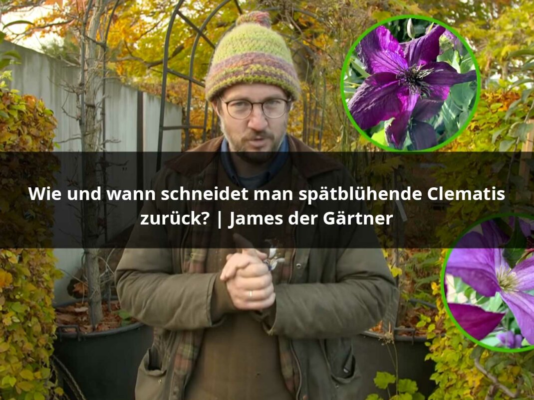 Clematis – Tipps zum Schneiden  Pflanzen & Kaufen + Infos zu Pflege  Sorten & Arten