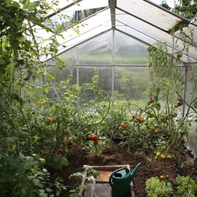 Gewächshaus mit Tomaten