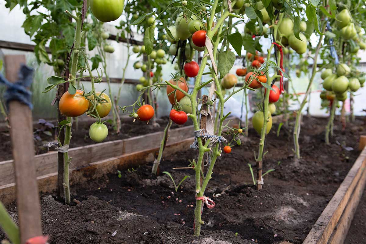 Gewächshaus mit Tomaten - Tomatenhaus