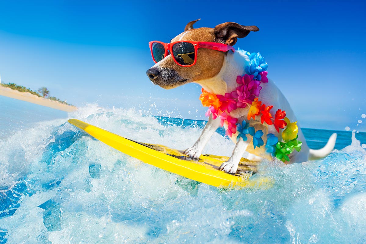 Lustiger Hund surft auf Welle im Meer