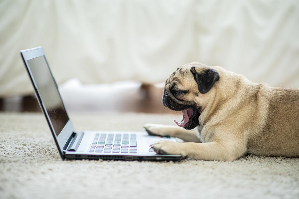 Müder Mops liegt vor Laptop