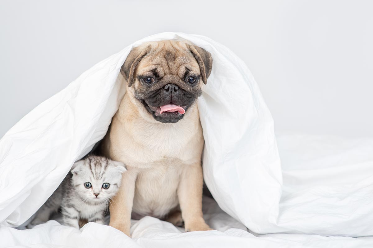 Mops und kleine Katze unter einer Decke