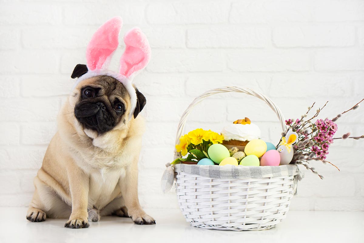Mops als Osterhase mit Osterkorb vor weißem Hintergrund