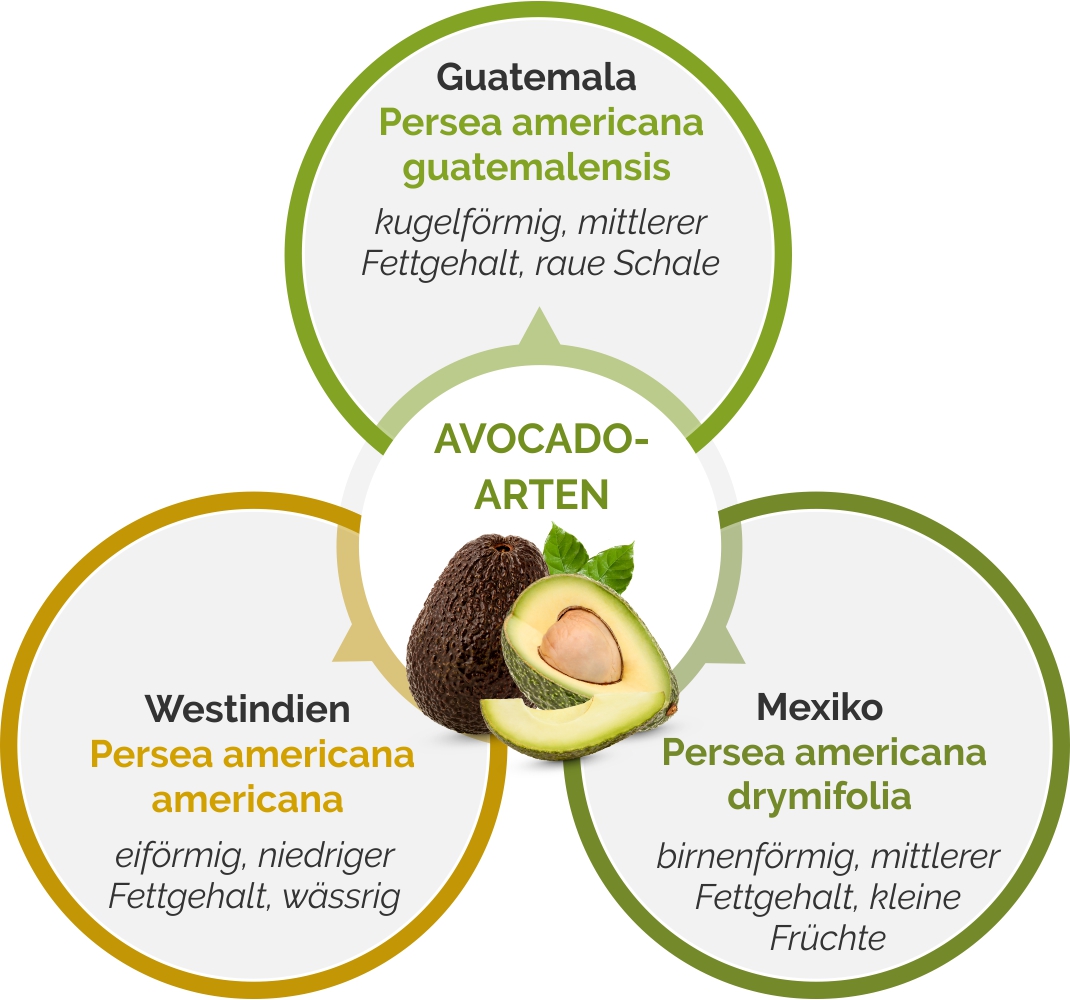 Grafik zu Avocado-Arten