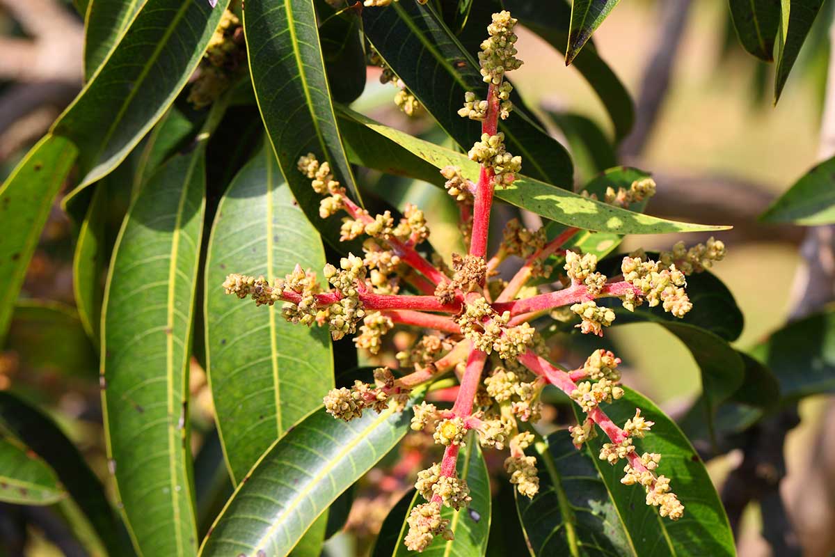 Blüten an einem Avocado-Baum