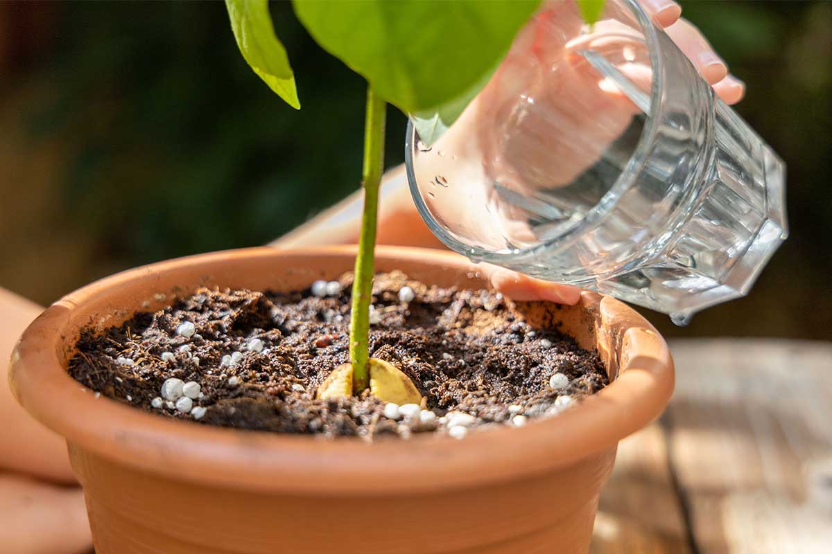 Avocado wird mit Glas gegossen