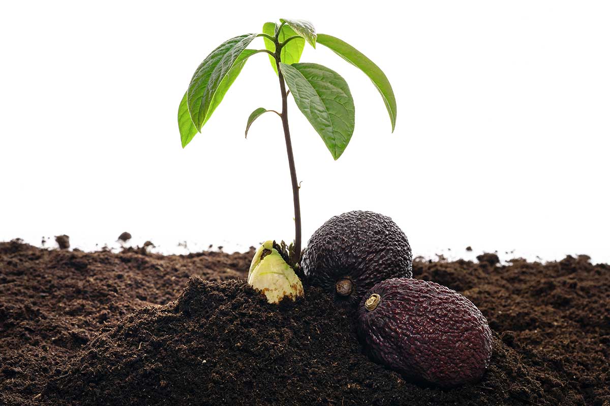 Jungpflanze mit Avocados auf Erde