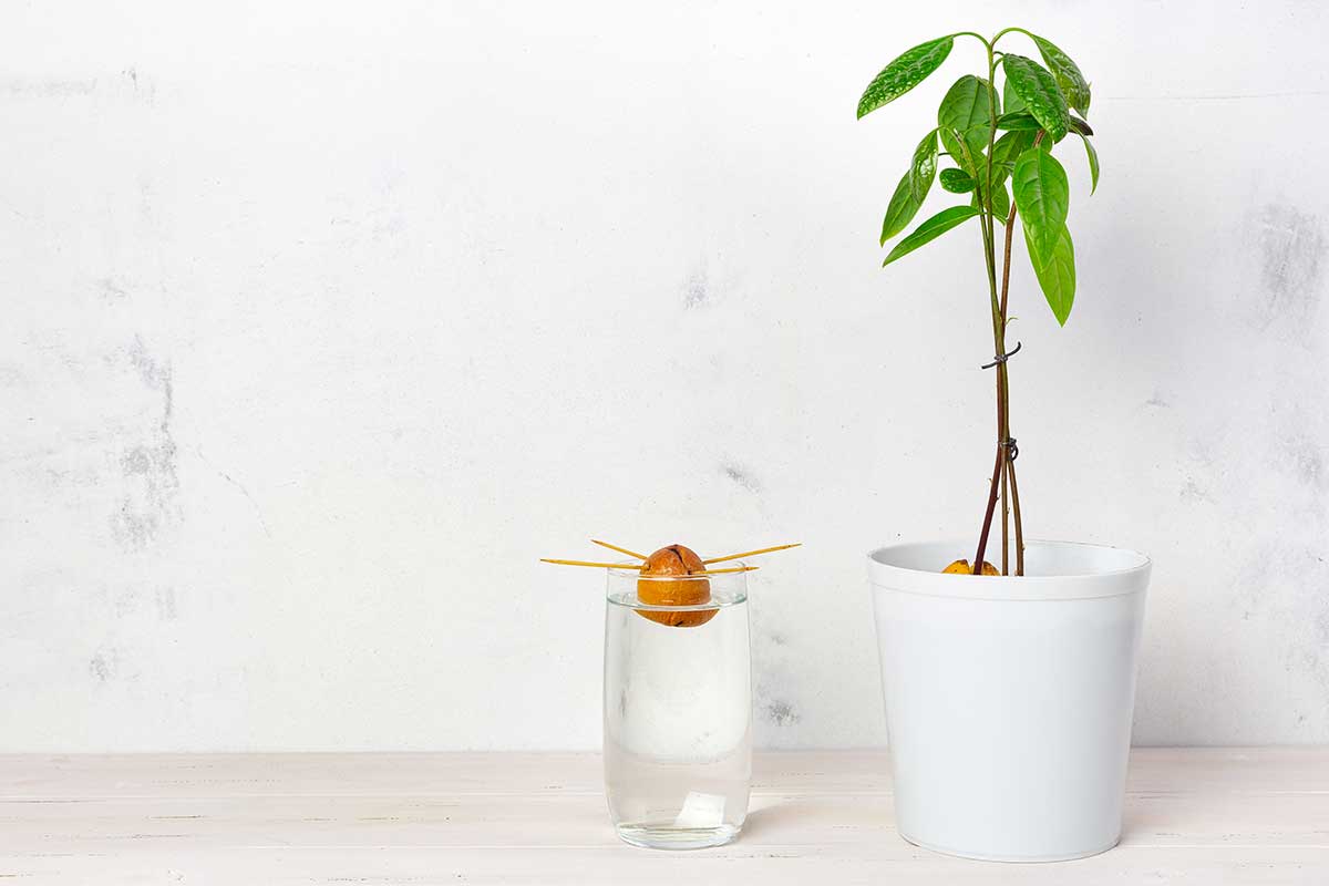 Avocado-Kern auf Zahnstochern im Wasserglas