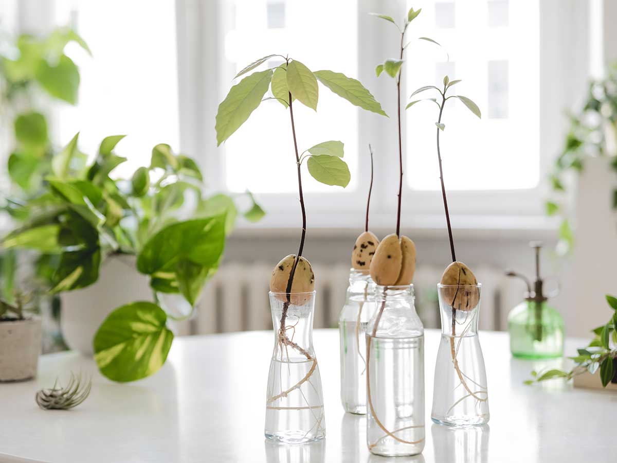 Avocado-Sprösslinge in Flaschen