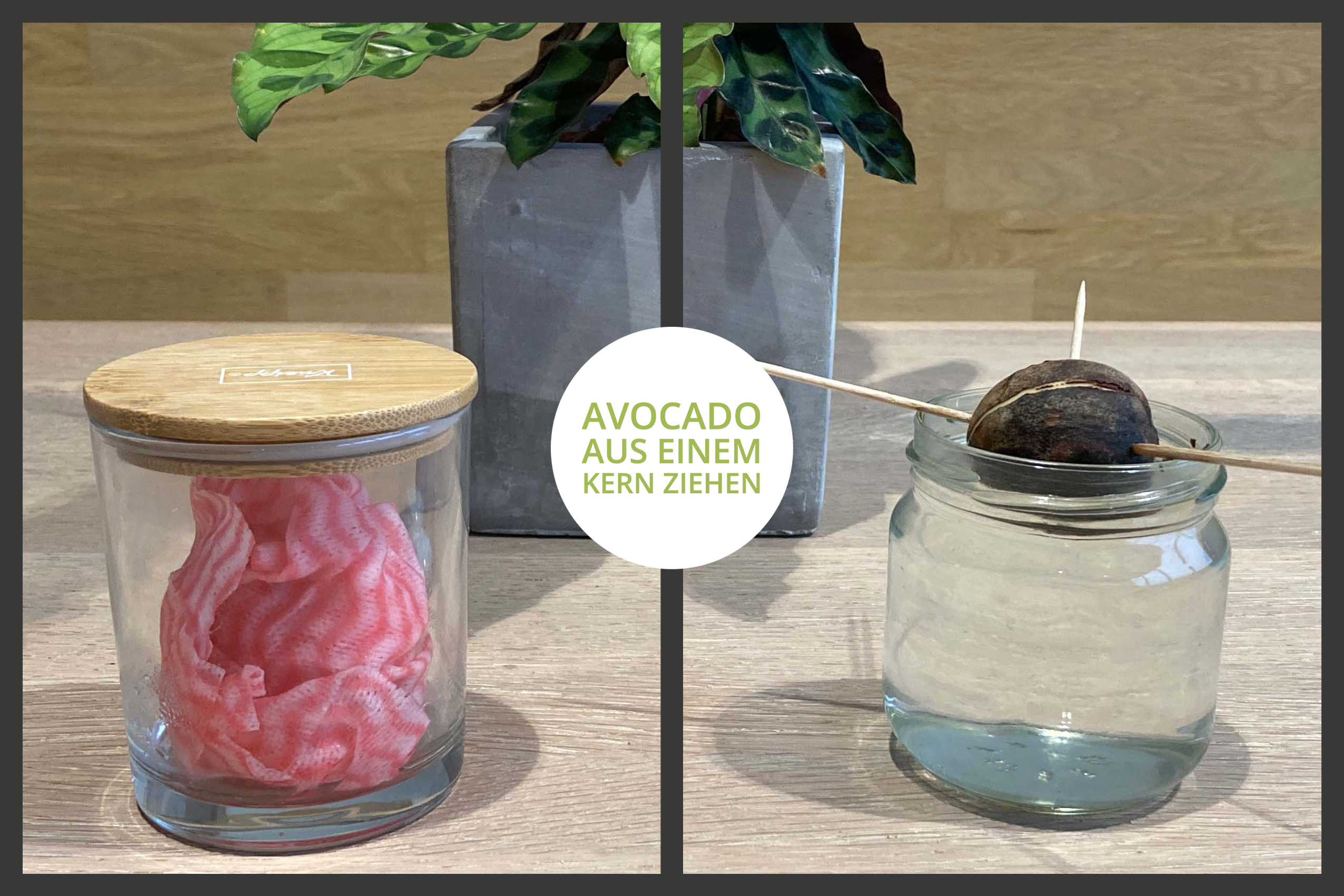 Avocadokern mit Tuch oder Zahnstocher