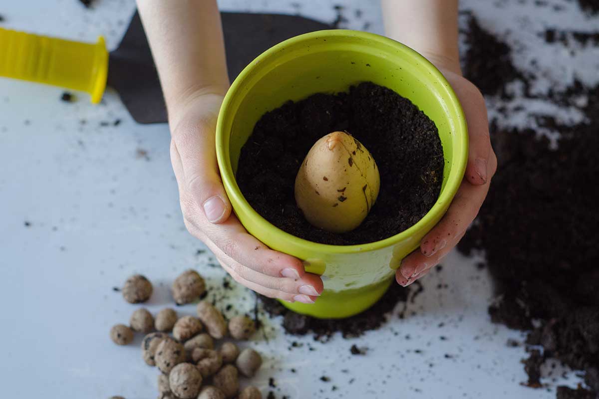 Jemand pflanzt Avokadokern in Topf