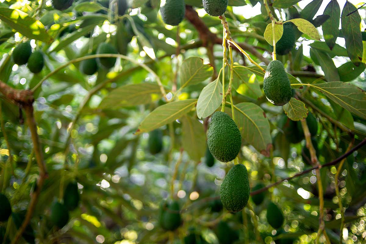 Avocado-Früchte an Plantagenbäumen
