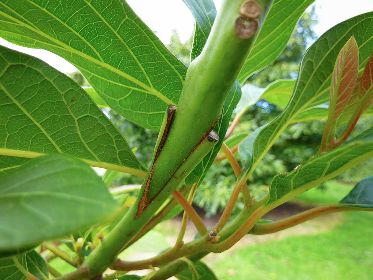Veredelungsstelle eines Avocado-Baumes