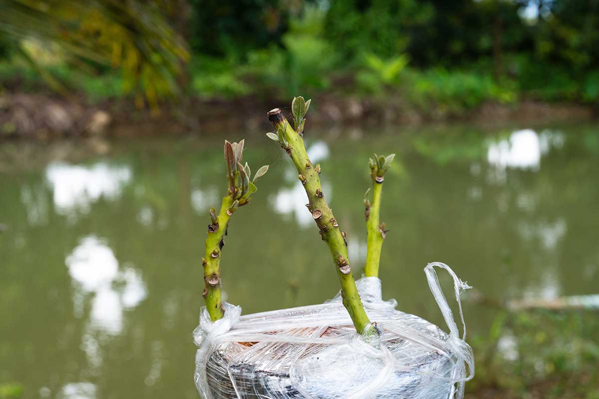 Veredelter Ast eines Avocado-Baumes