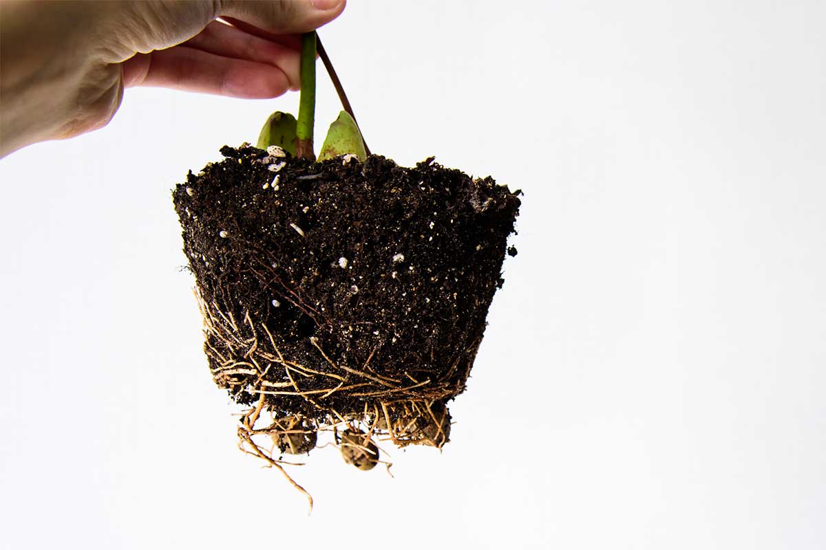 Wurzelballen einer Avocado-Pflanze