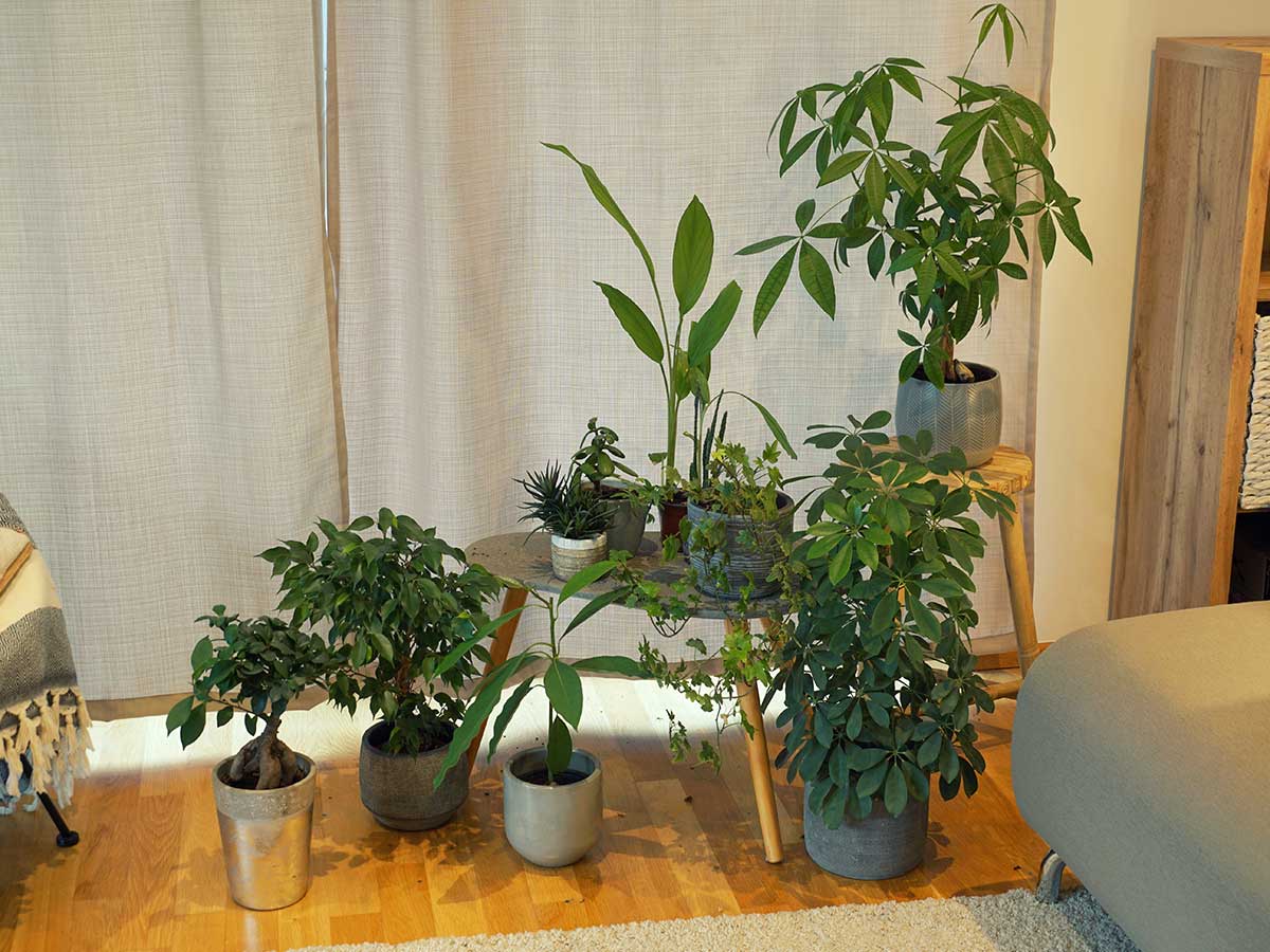 Avocado und andere Zimmerpflanzen