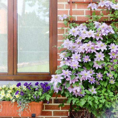 Clematis an einer Hauswand