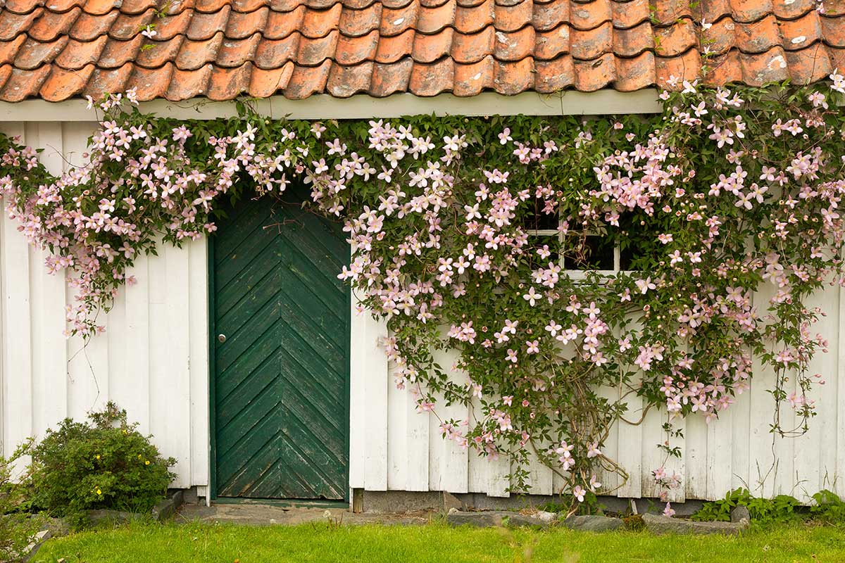 Clematis an einer Hauswand