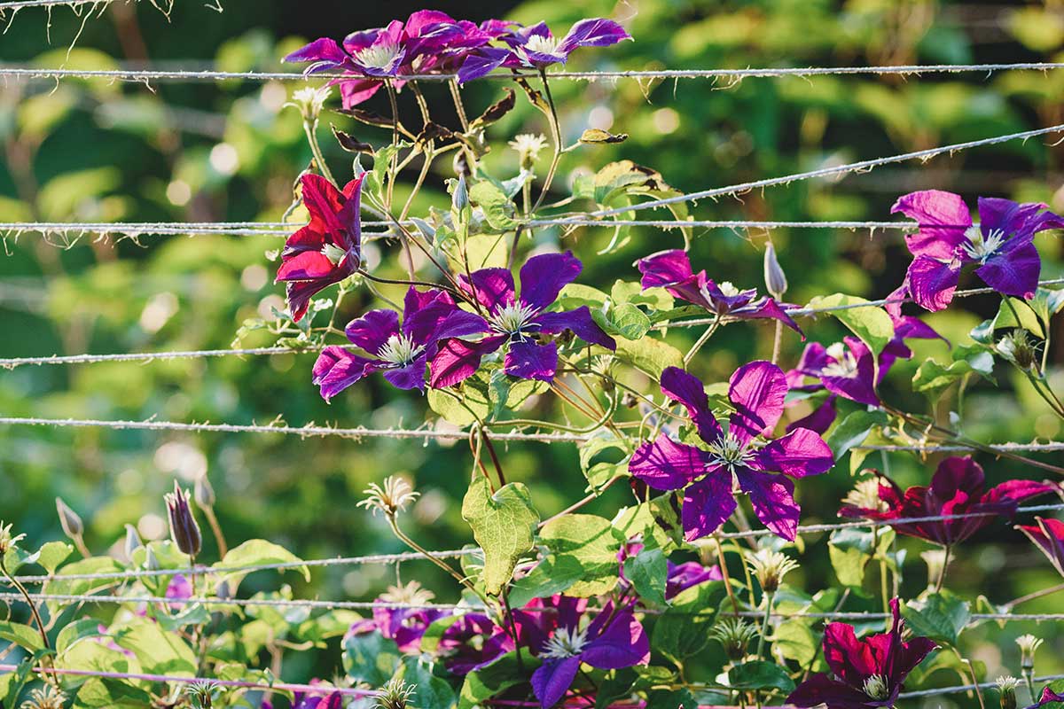 Clematis an Schnüren