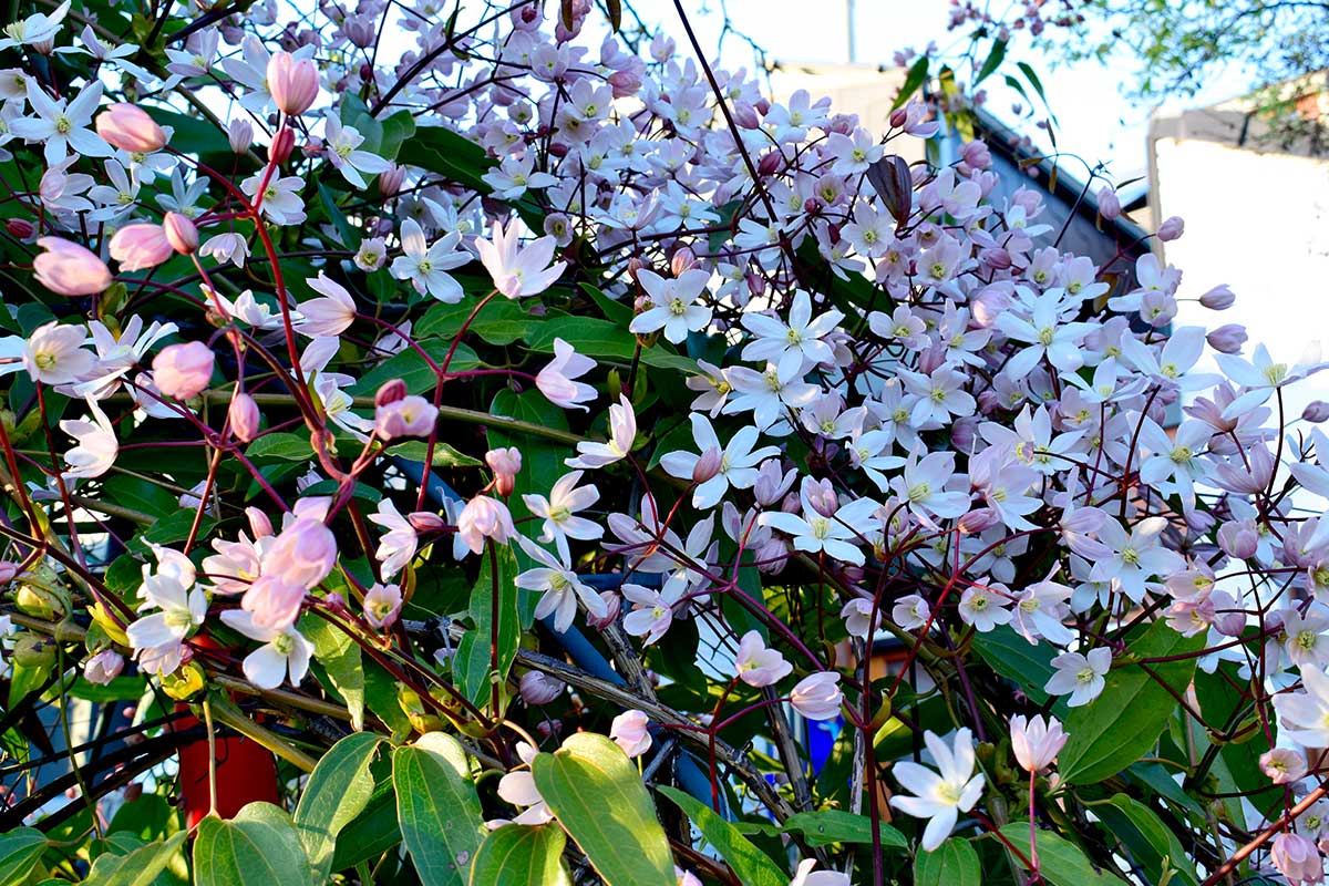 Clematis Armandii mit weißen Blüten