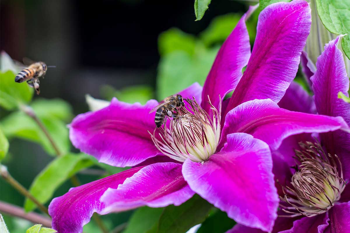 Bienen auf Clematis-Blüte