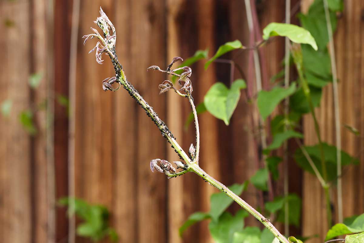 Blattläuse auf Clematis